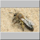 Andrena barbilabris - Sandbiene 12 Weibchen 10mm Sandgrube Niedringhaussee.jpg